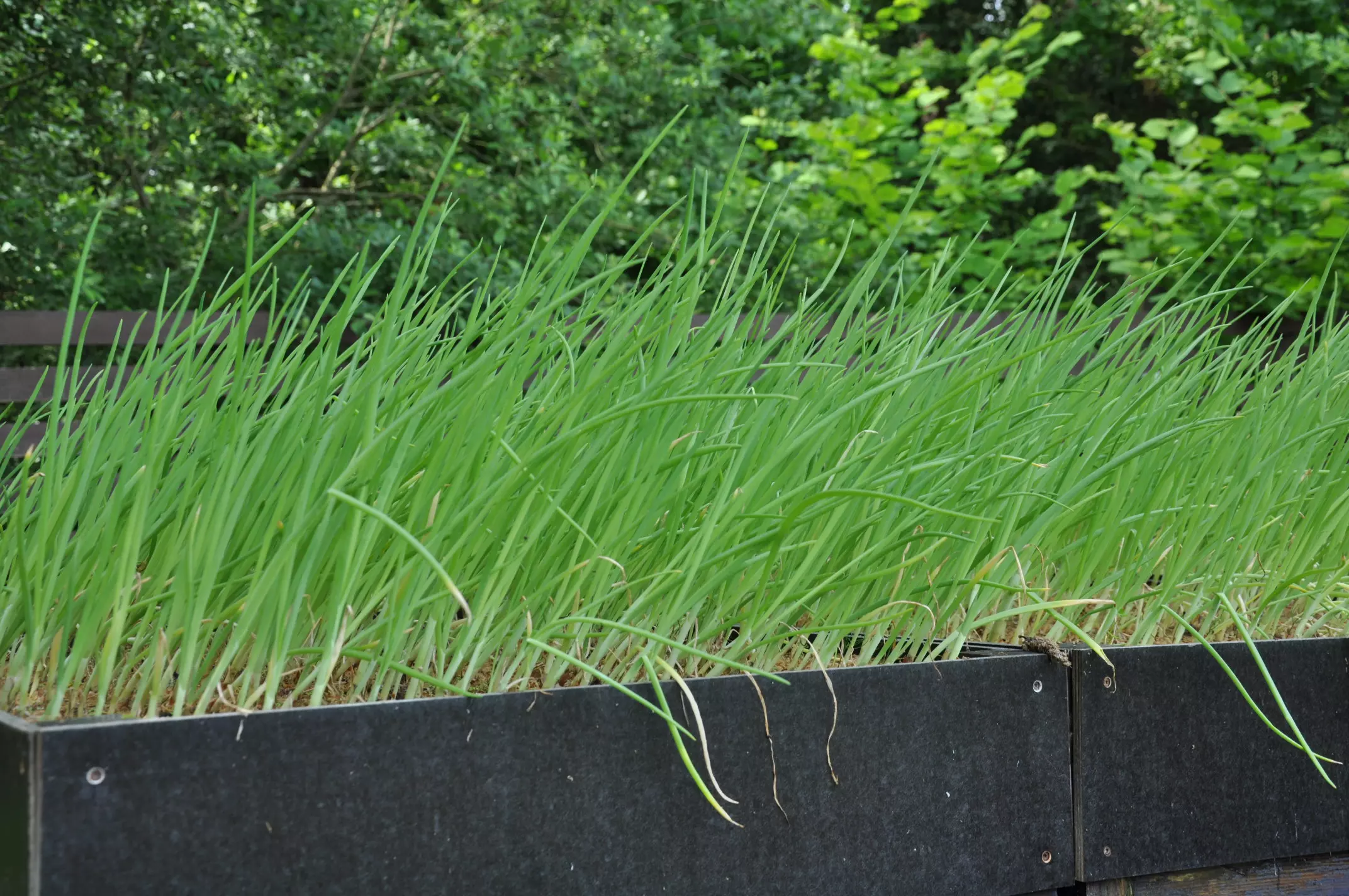 Lange rij van brede moestuinbakken met dichte beplanting van bosuien voor maximale opbrengst